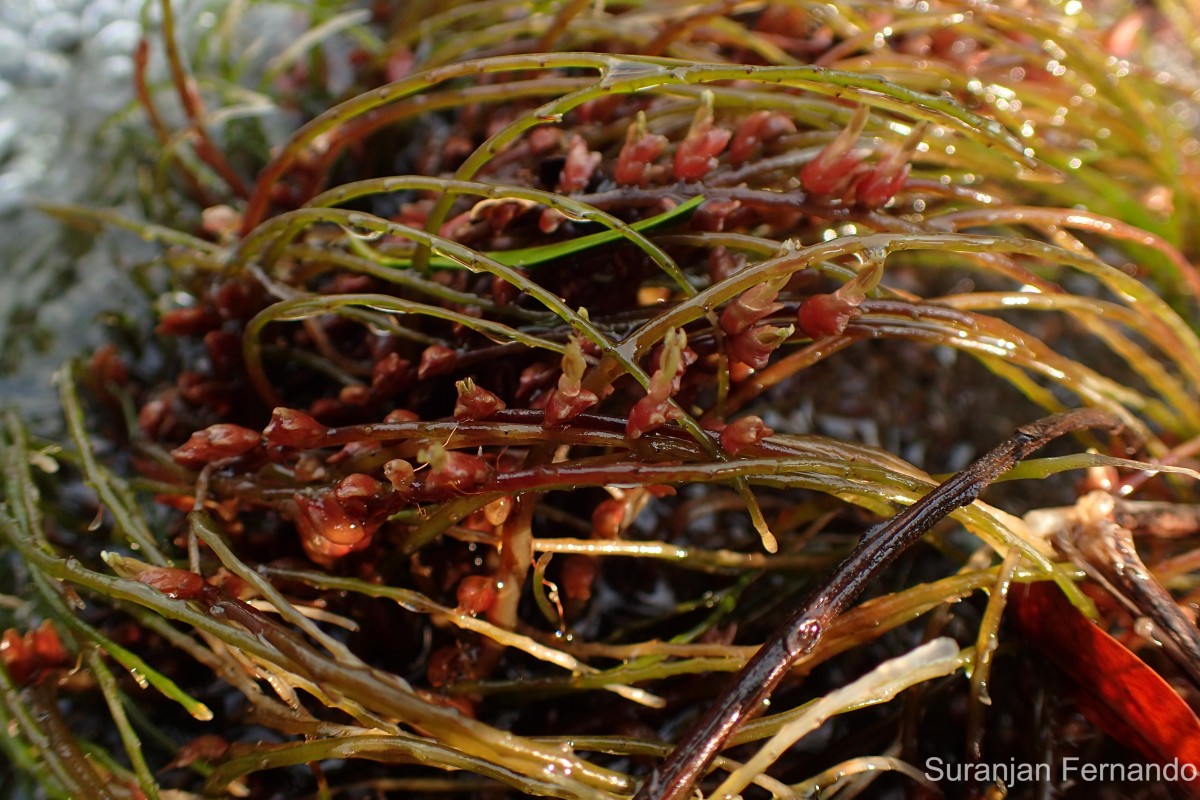 Polypleurum elongatum (Gardner) J.B.Hall